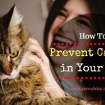 4 Easy Ways to Help Prevent Cancer in Your Cat