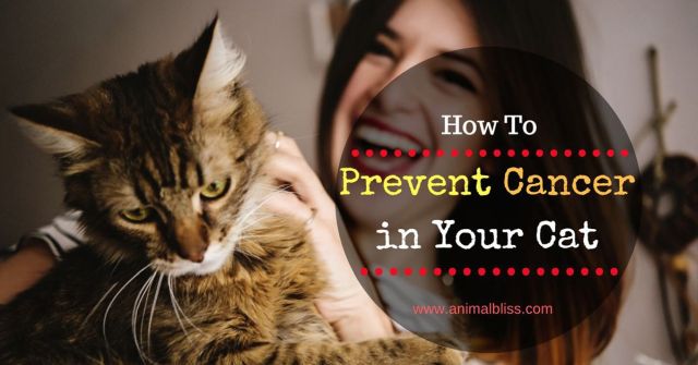 4 Ways to Help Prevent Cancer in Your Cat