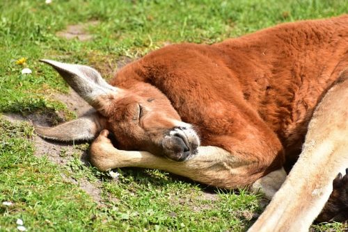 Red Kangaroo - 10 Fun Facts About Kangaroos You May Not Know