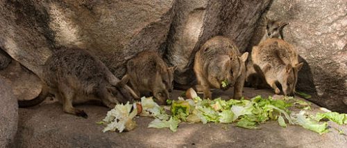 Rock Wallabies feeding on Magnetic Island