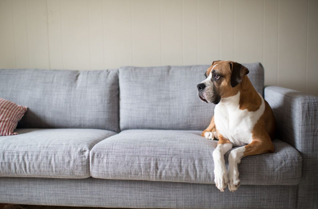 Severe Shedding How to Deal with Excessive Pet Fur