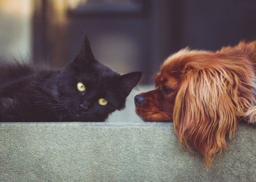 Finding the right pet supplies is easy.