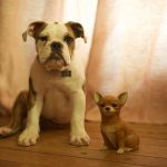 Get a Wide Range of Pet Supplies for Your New Pet