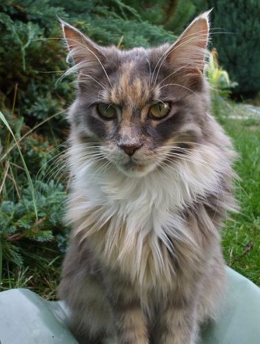 Maine Coon Cats: Meet Ludo, Longest Cat in the World