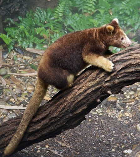 Tree Kangaroo from New Guinea - Bronx Zoo