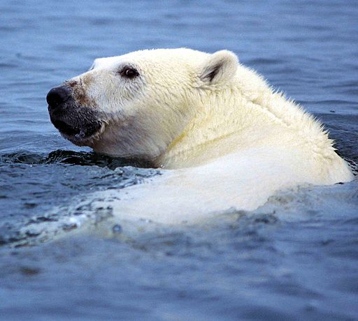 International Polar Bear Day is organized to raise awareness about the impact of global warming and reduced sea ice on polar bear populations.
