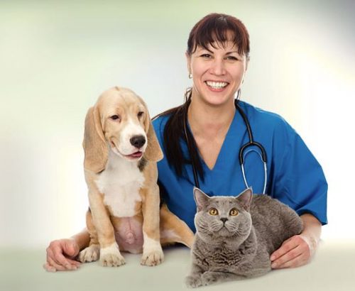 How technology plays a role in veterinary care.