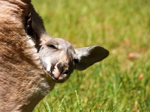 Joey in pouch. 10 Fun Facts About Kangaroos You May Not Know