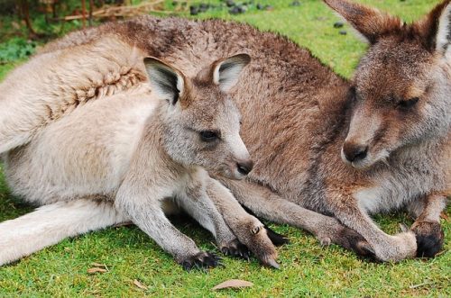 10 Fun Facts About Kangaroos You May Not Know