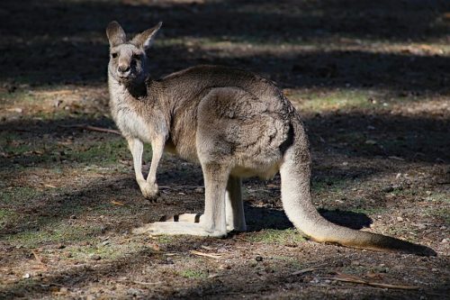 10 Fun Facts About Kangaroos You May Not Know