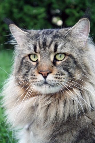 Maine Coon Cats: Meet Ludo, Longest Cat in the World