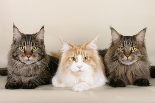 Maine Coon Cats: Meet Ludo, Longest Cat in the World