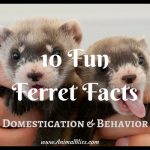 10 Fun Ferret Facts – Their Domestication and Behavior