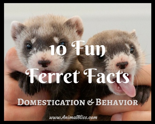 10 Fun Ferret Facts - Domestication and Behavior