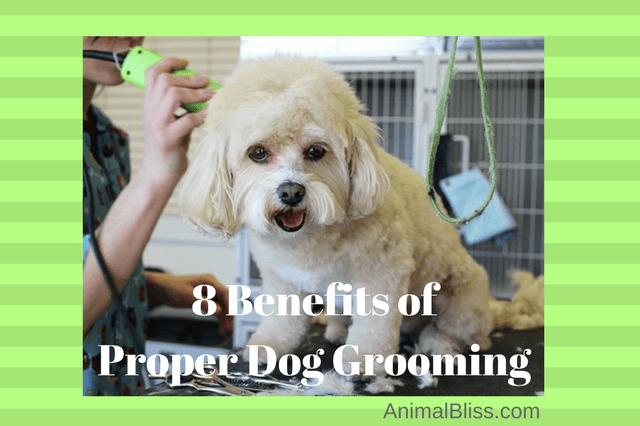 There are many benefits to proper dog grooming, and it is necessary for maintaining the health and happiness of your pup. Click here for more.