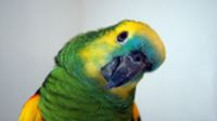 Parrots as Therapy Pets