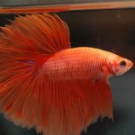 Betta Fish Tail Types – Which Betta Fish Type Do You Have?