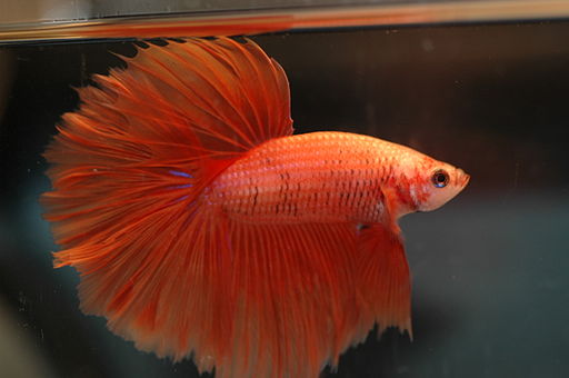 Betta Fish Tail Types - Do you know which type you have?