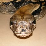 Boa Constrictors as Therapy Animals