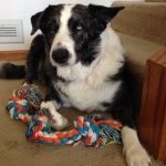 Tips for Life with a Border Collie – Dog Breeds