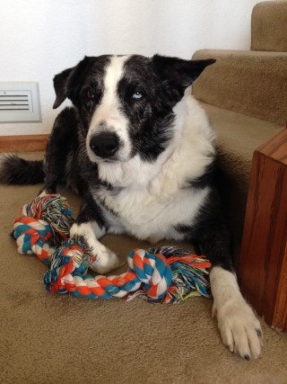 Tips for Life with a Border Collie