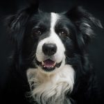 Border Collie Dog Breed Infographic