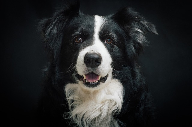 The Border Collie dog breed infographic I present is here is an introduction to a dog considered the most intelligent of all dog breeds.