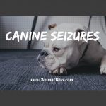 Canine Seizures: What to do if Your Dog is Suffering from Seizures