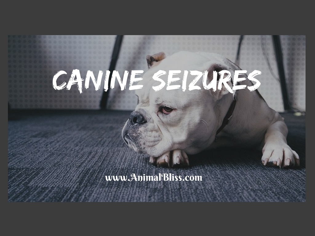 Canine Seizures: What to do if Your Dog is Suffering from Seizures