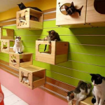Cat Playroom – 10 Ideas for Creating a Playroom in Your Home