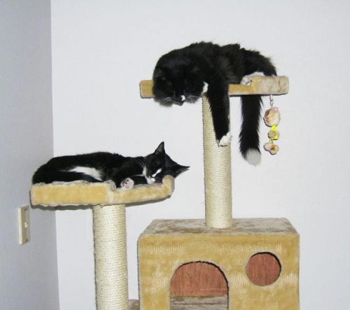 10 Ideas for Creating a Cat Playroom in Your Home