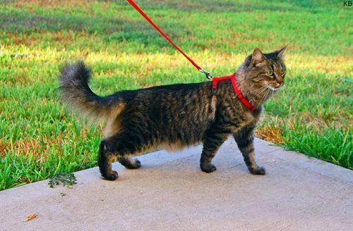 How to Teach Your Cat to Walk on a Leash