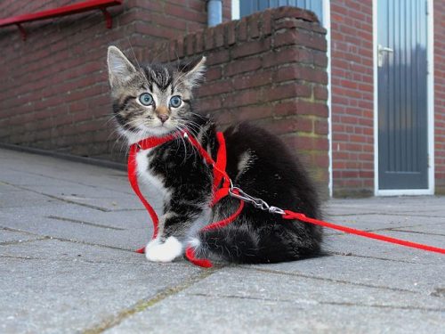 How to Teach Your Cat to Walk on a Leash