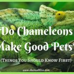 Do Chameleons Make Good Pets?  What You Need to Know