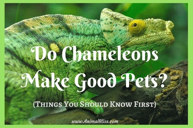 Do Chameleons Make Good Pets What You Need To Know,Caffeine Withdrawal Symptoms Last