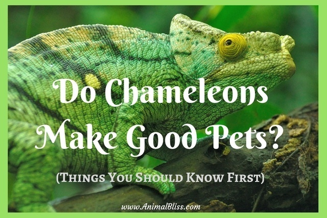 Do Chameleons Make Good Pets? What You Need to Know