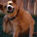 Flea and Tick Prevention for Dogs – Treatment Pros and Cons