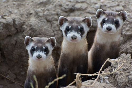 10 Fun Ferret Facts - Domestication and Behavior