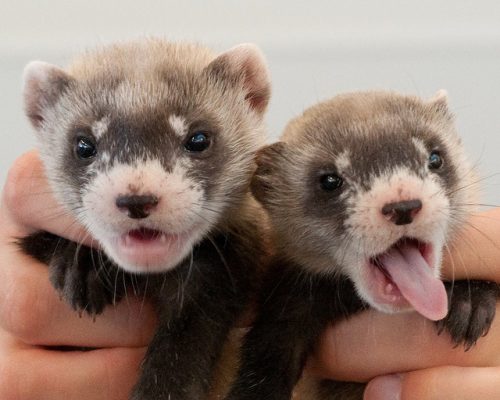 10 Fun Ferret Facts - Domestication and Behavior