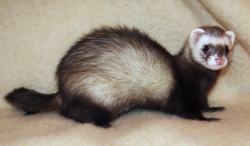 10 Fun Ferret Facts - Domestication and Behavior