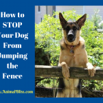 How to Stop Your Dog From Jumping the Fence