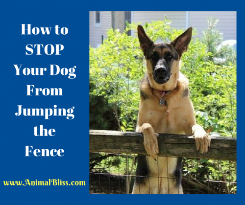 How to Stop Your Dog From Jumping the Fence