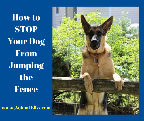 how to stop your dog from jumping the fence