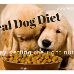 Ideal Dog Diet – How to Ensure Your Dog Gets the Right Nutrition