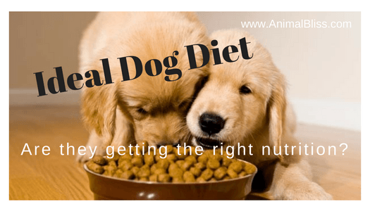 Ideal Dog Diet - How to Ensure Your Dog Gets the Right Nutrition