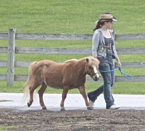 Animals Used as Therapy Pets