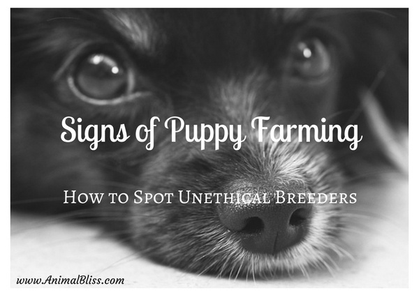 Do you know how to spot signs of puppy farming?