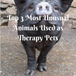 5 Unusual Animals Used as Therapy Pets