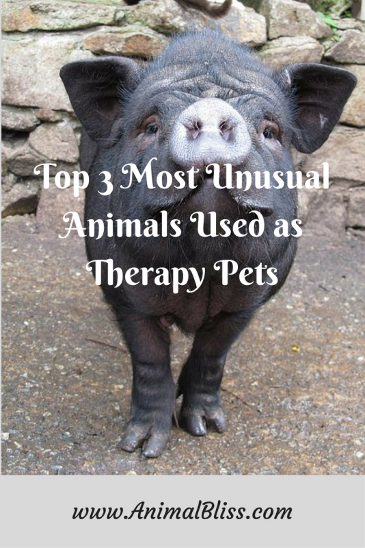 Cats and dogs aren't the only animals used as therapy pets anymore.