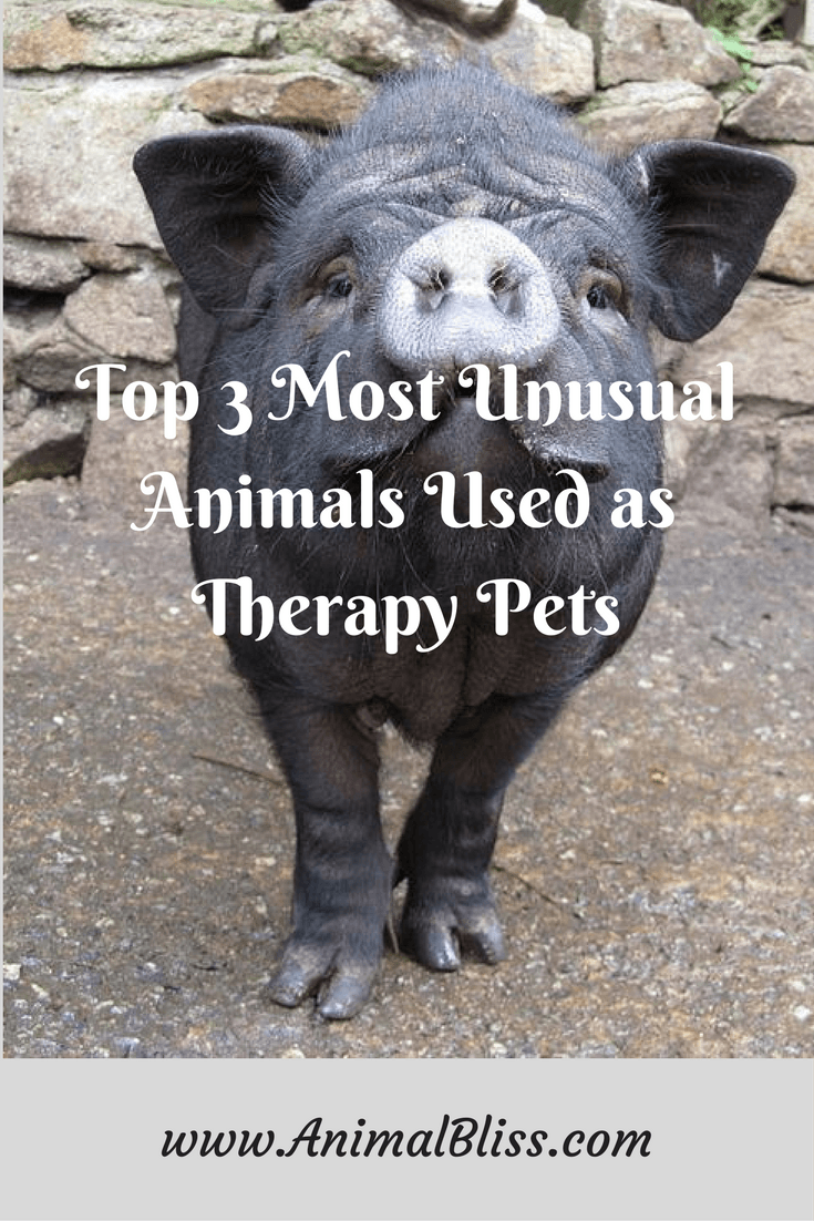 Cats and dogs aren't the only Animals Used as Therapy Pets anymore.